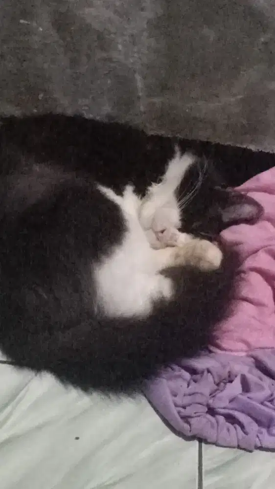 Kucing anggora warna hitam