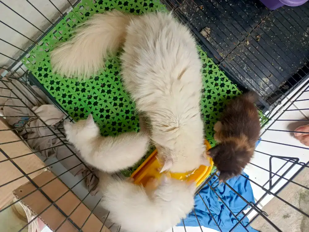 Kucing borongan persia