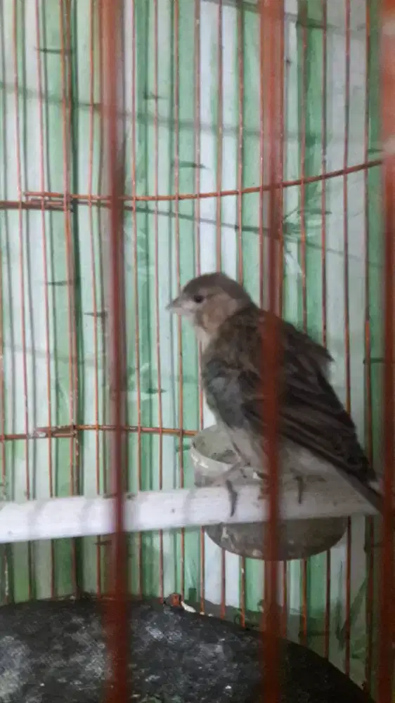 Kenari ngeriwik kasar+kandang