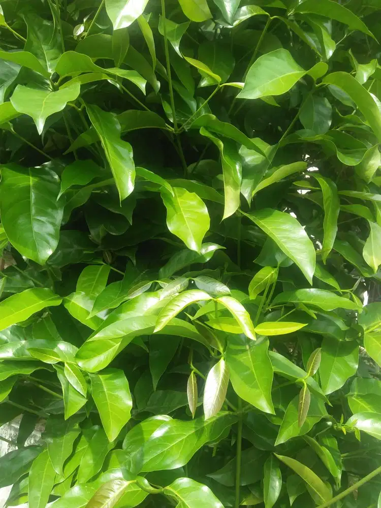 Daun Melinjo Segar 1/4 Kg (250Gram) per kemasan.