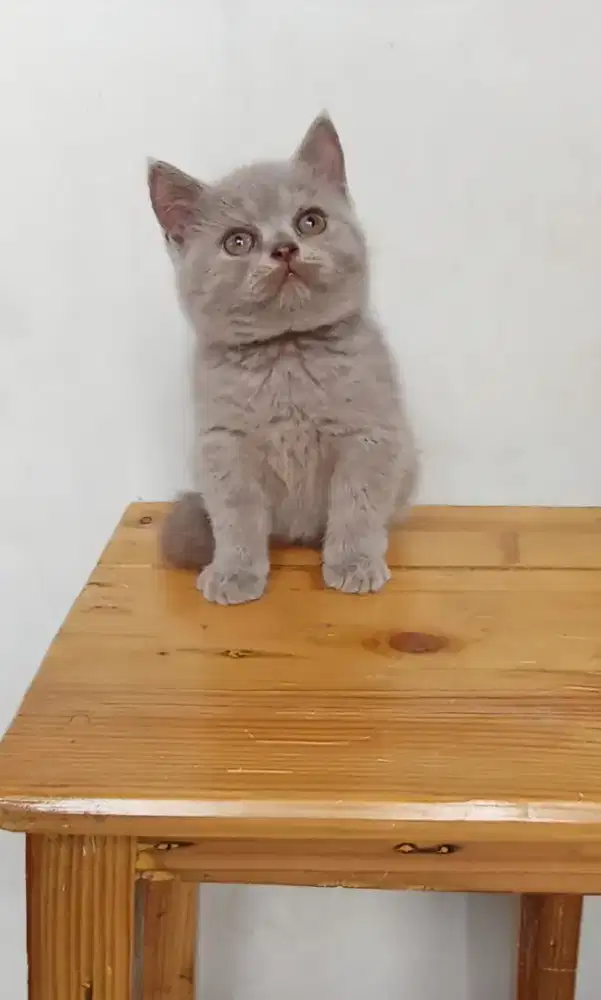 BRITISH SHORTHAIR/BSH LILAC