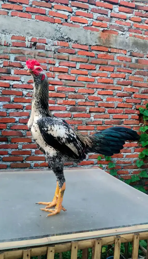 Pamagon Bulbi jantan