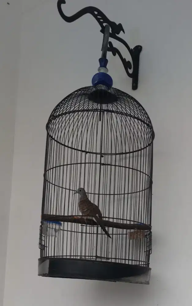 Perkutut Rajin Fullset