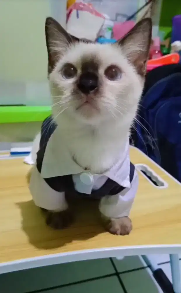 Kucing Cebol Kitten Munchkin Kaki Pendek