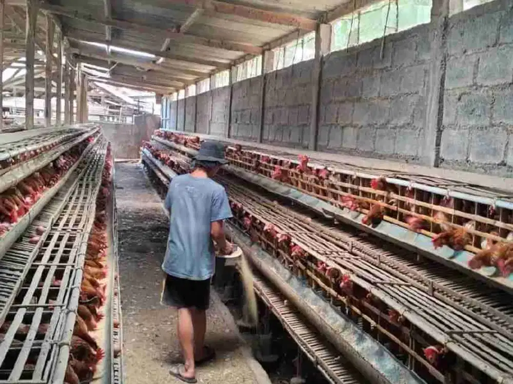 Jual Kandang Ayam petelor Aktif tanjungsari