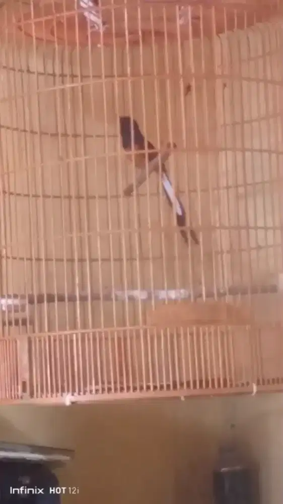 muda hutan gacor materi banyak