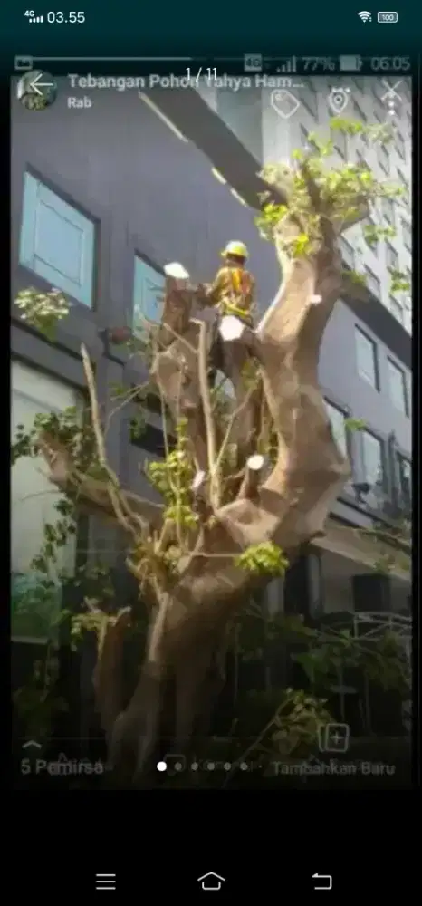 JASA TEBANG POHON & POTONG RUMPUT