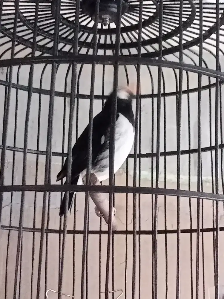 Jalak suren Malaysia gacor dorrrr