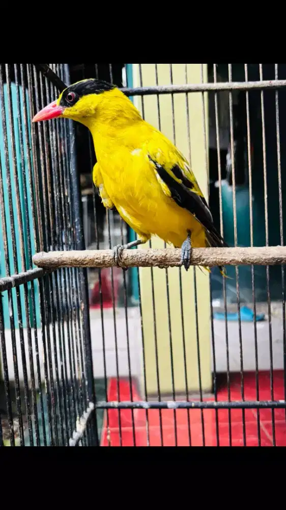 Burung Kepodang Emas