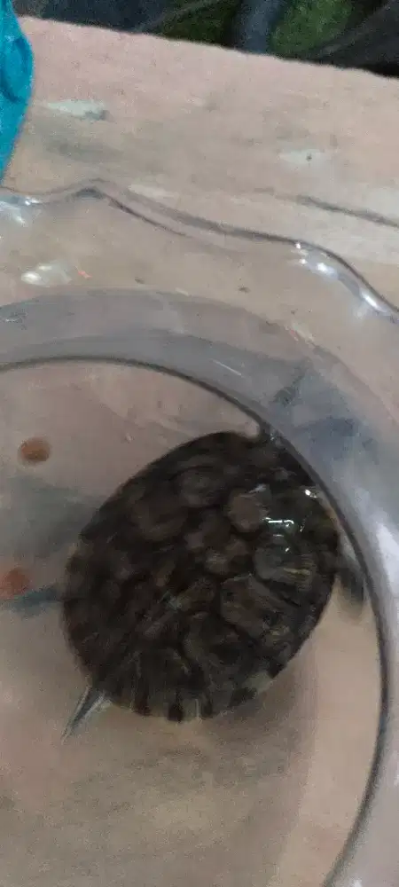 Ri jual kura2 brazil plus aquarium bulat