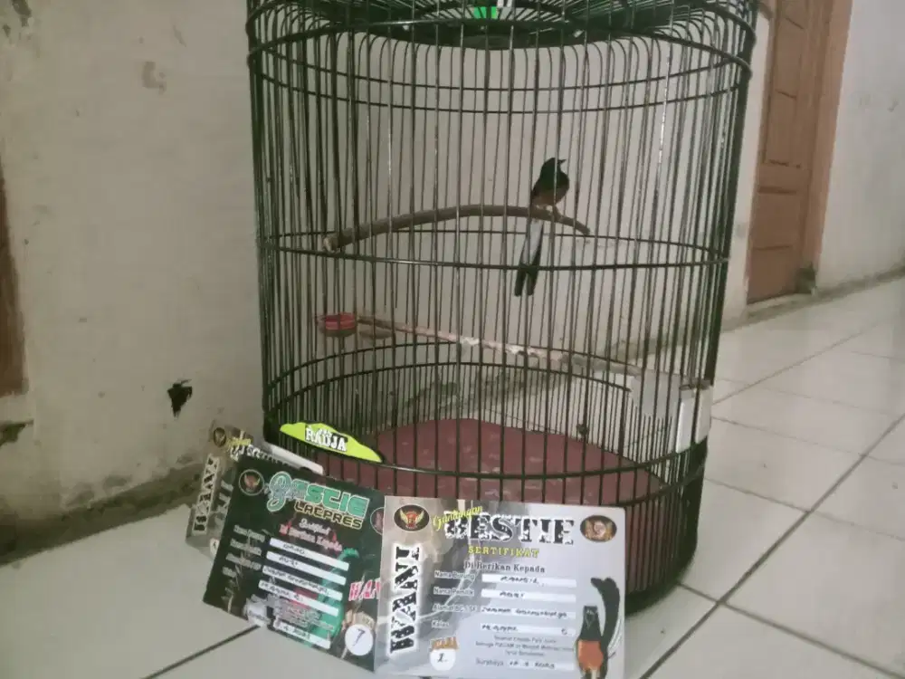 Murai batu Medan ekor 17-18