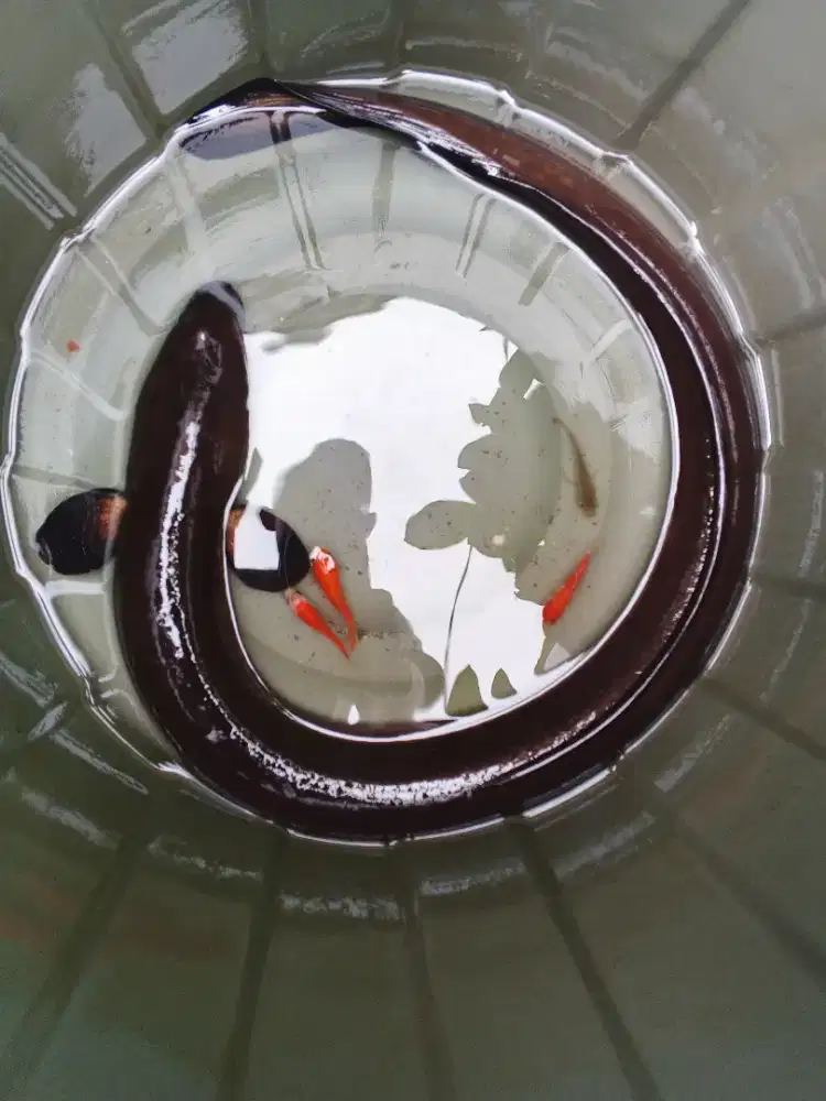 Ikan sidat marmorata