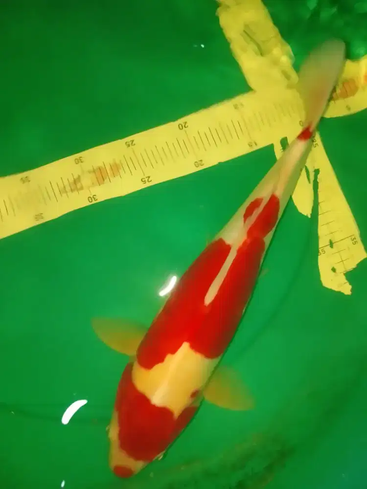 Ikan koi jenis Kohaku Doitsu 42cm