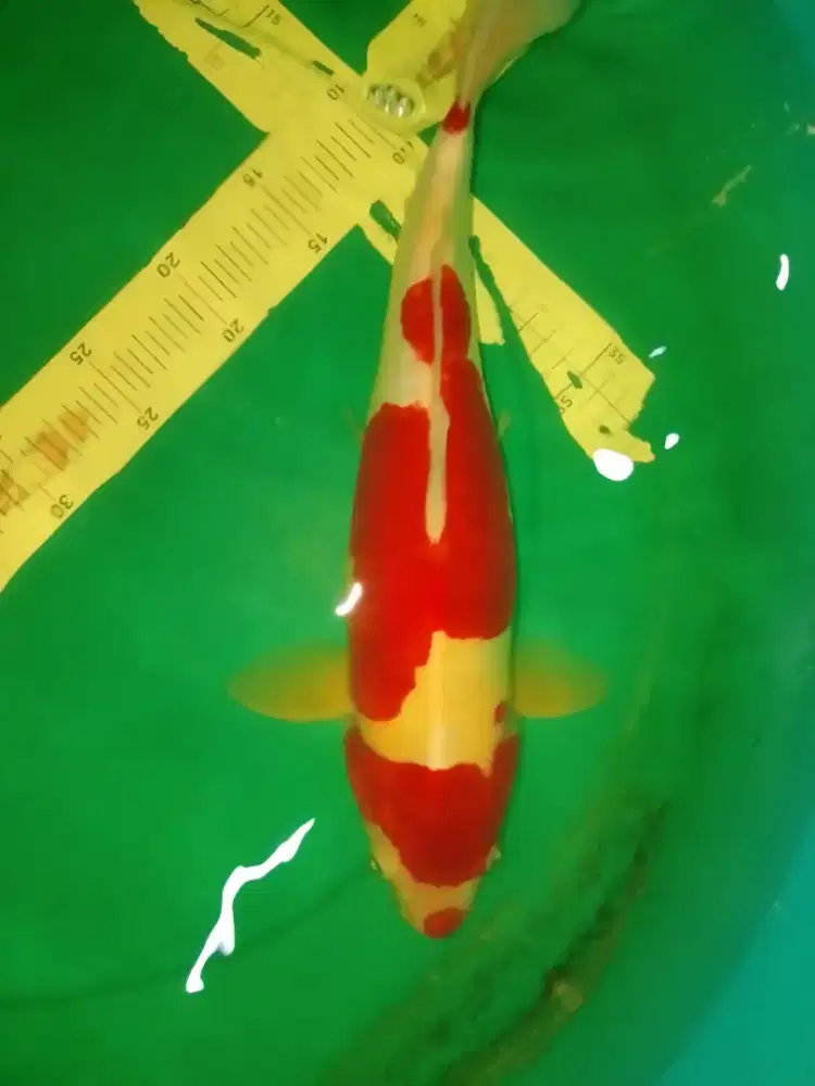 Ikan koi jenis Kohaku Doitsu Kucibeni 42cm