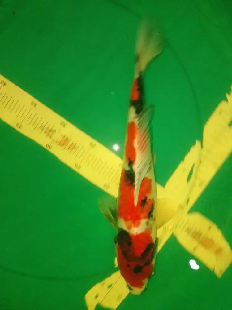 Ikan koi jenis Showa 34cm Warna Strong