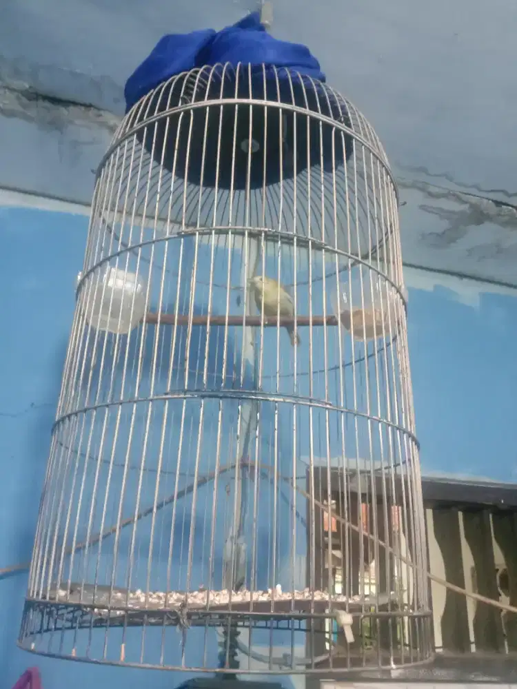 Jual burung cipow
