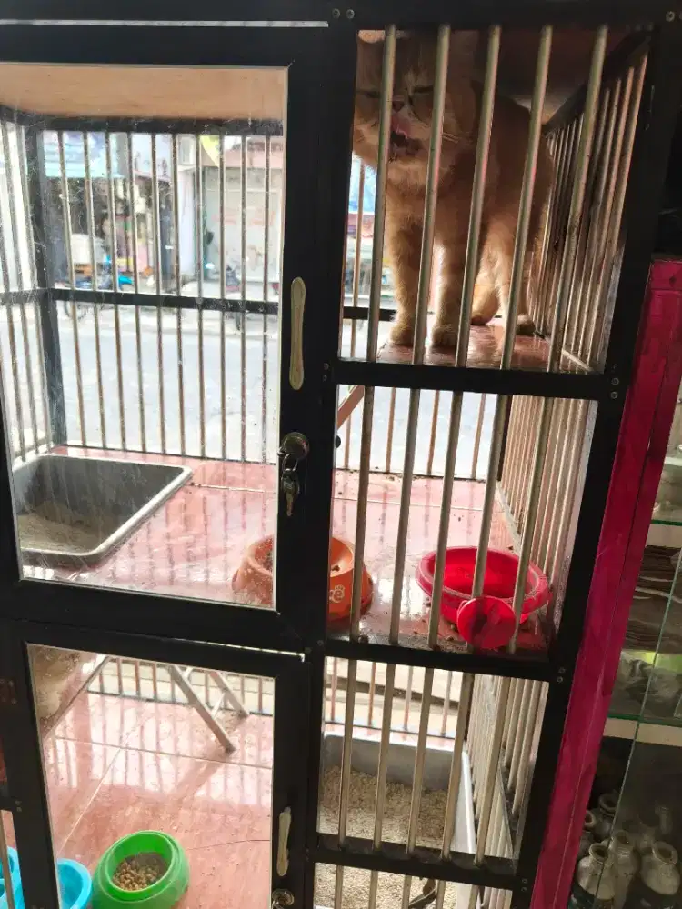 kucing persia peaknose sepasang plus kandang tingkat