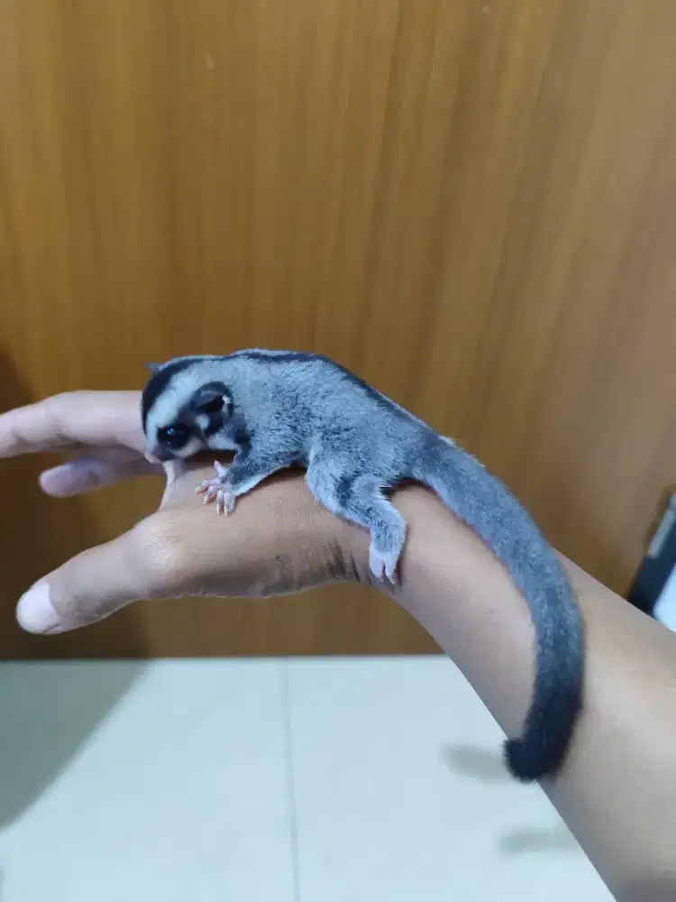 Sugar Glider Clasick Grey Joey