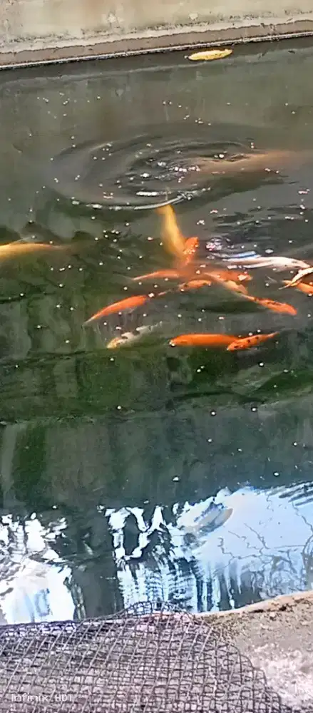 ikan koi ukur -+ 10cm