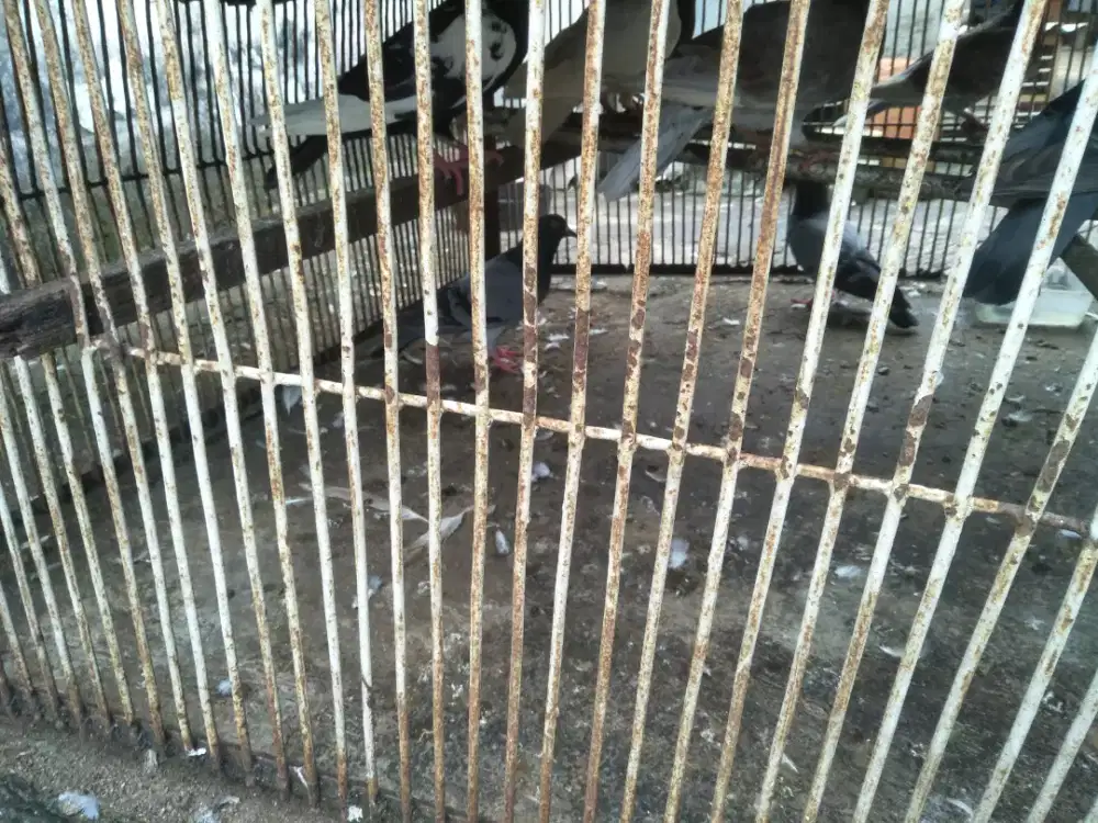 Jual burung dara borongan