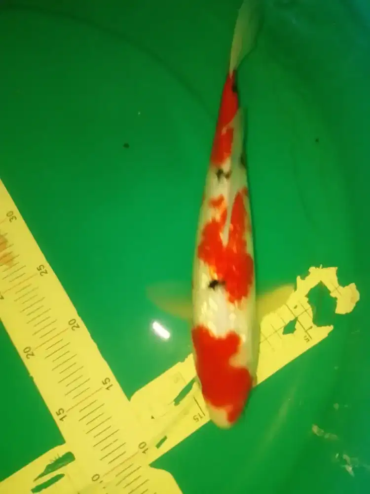 Ikan koi jenis Sanke Ginrin 34cm