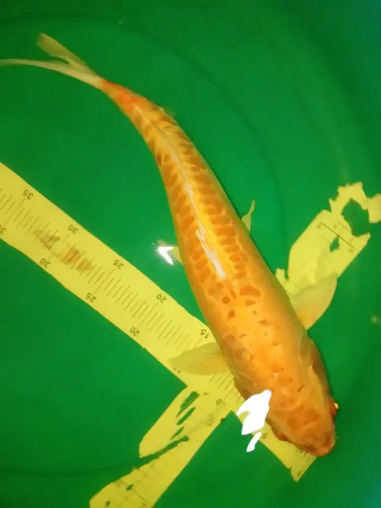 Ikan koi jenis Aragoke yellow 43cm