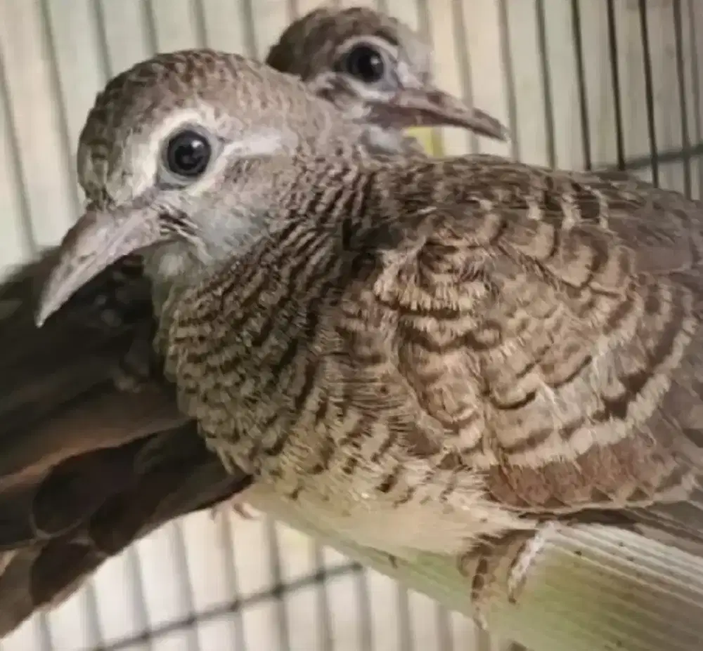 Perkutut Bangkok ring RSA@AS