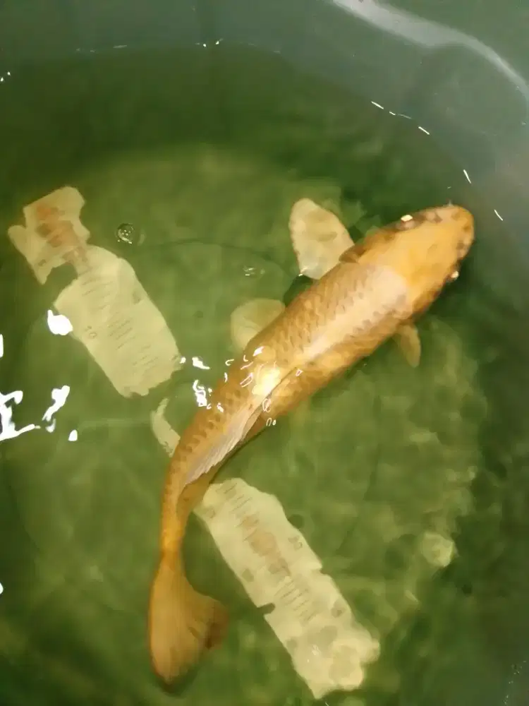 Ikan koi jenis Mukashi yellow metalik 33cm