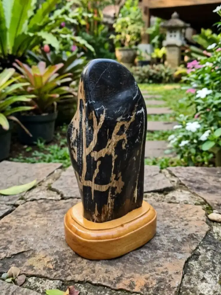 Pajangan Poles Fosil Kelor Tapak Jalak & Kendit