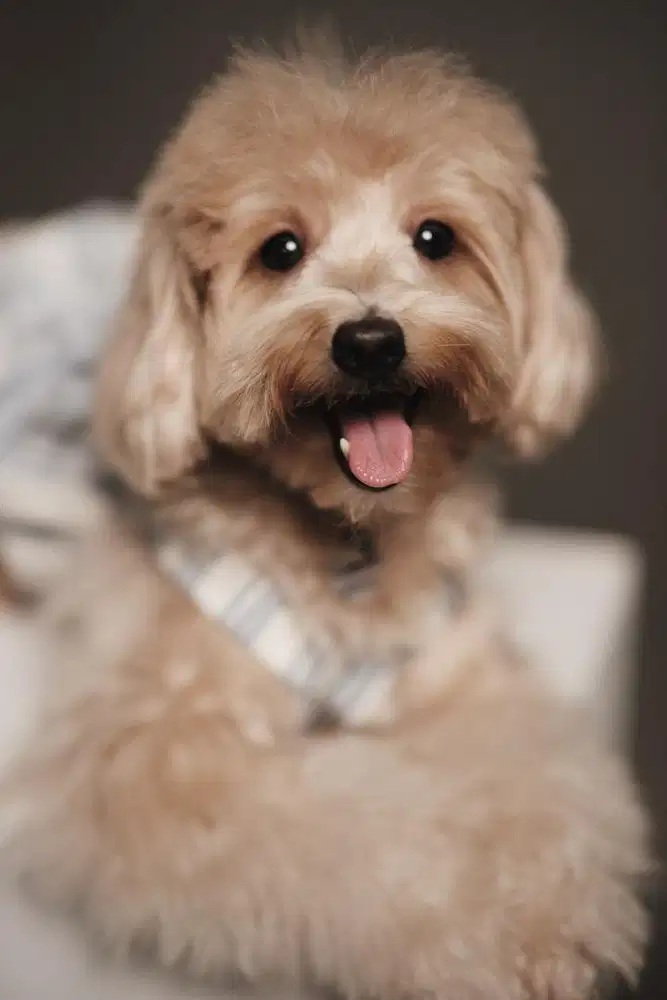 Dibutuhkan Lowongan Kerja Art &/ Sus Momong (Bantu)