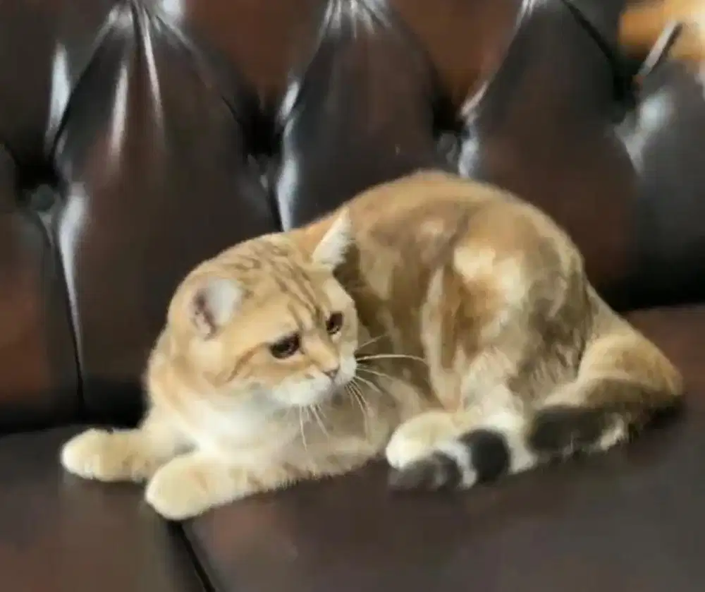 kucing british shorthair jantan marble