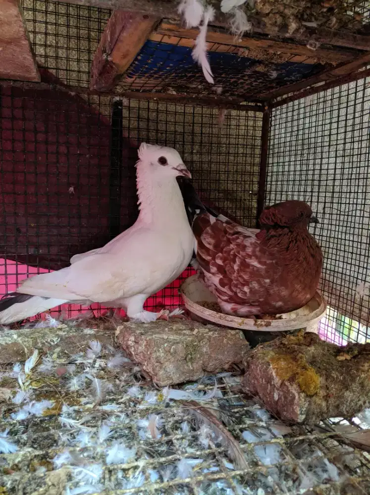 Burung merpati dara endemik tinggian jatim jembros
