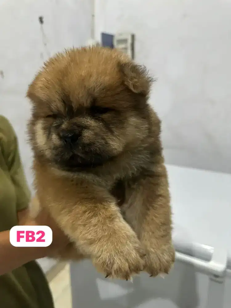 Chow chow,red,stamboom,vaksin