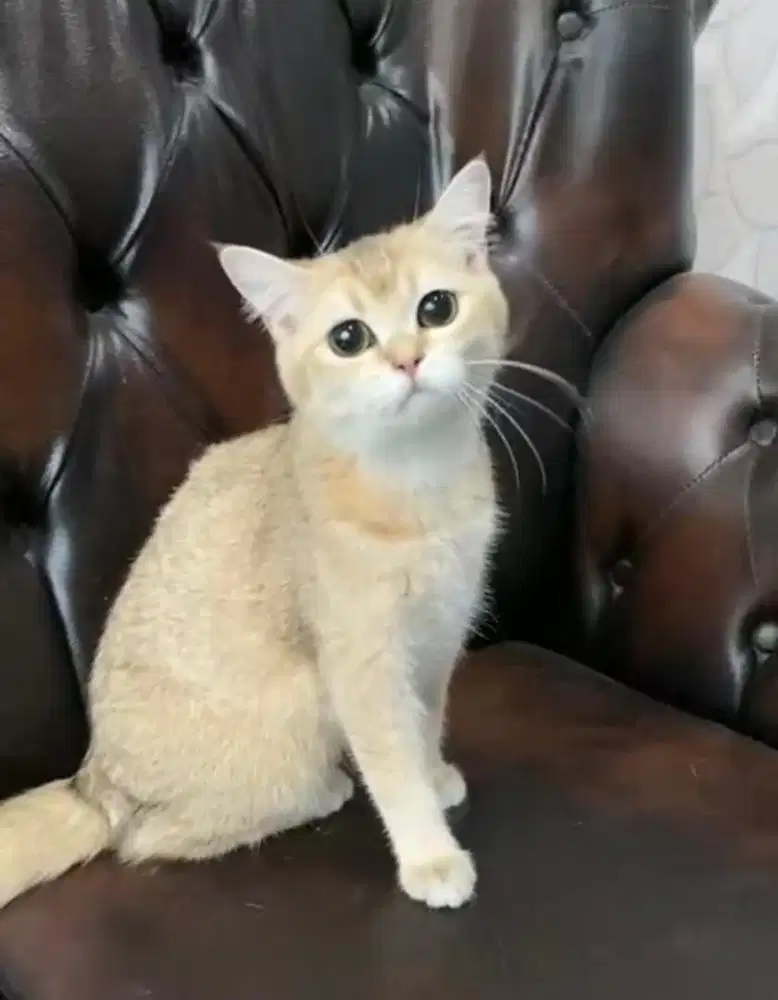 kucing british shorthair golden betina