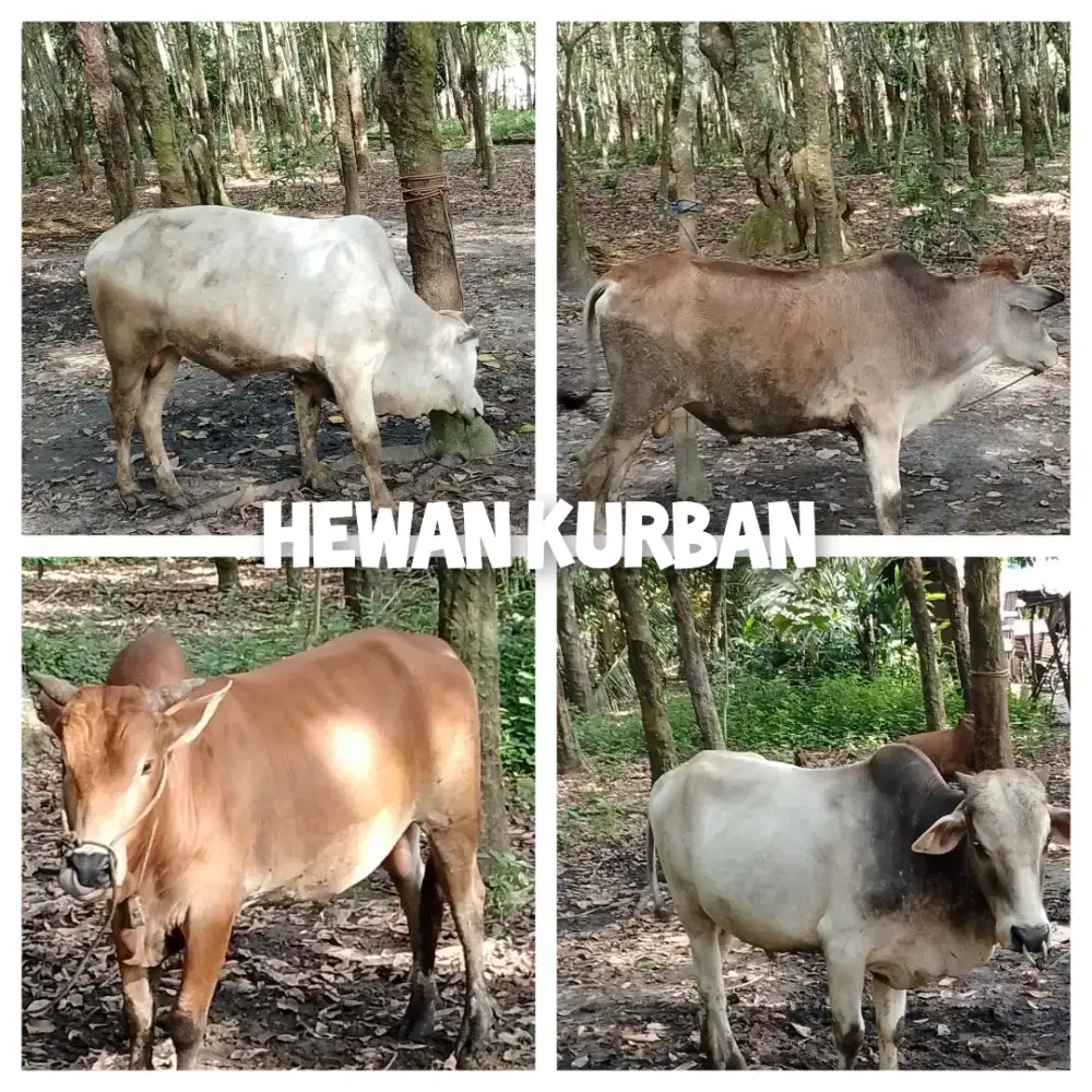 Sapi Kurban Jantan