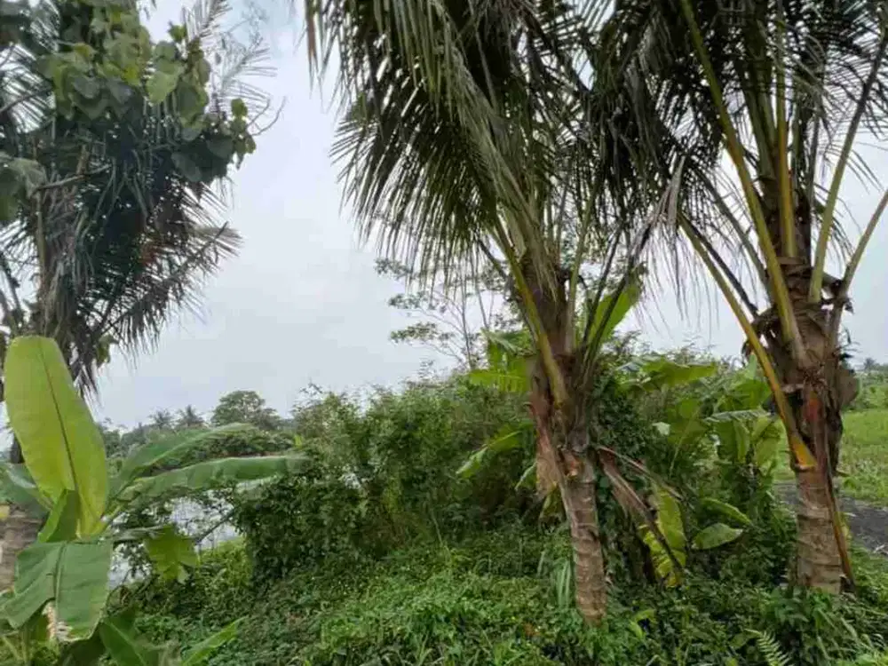 Tanah pertanian, murah di dusun Majegan Pandowoharjo dkt Wisata OBELIX, PABRIK SGI, PEMDA SLEMAN