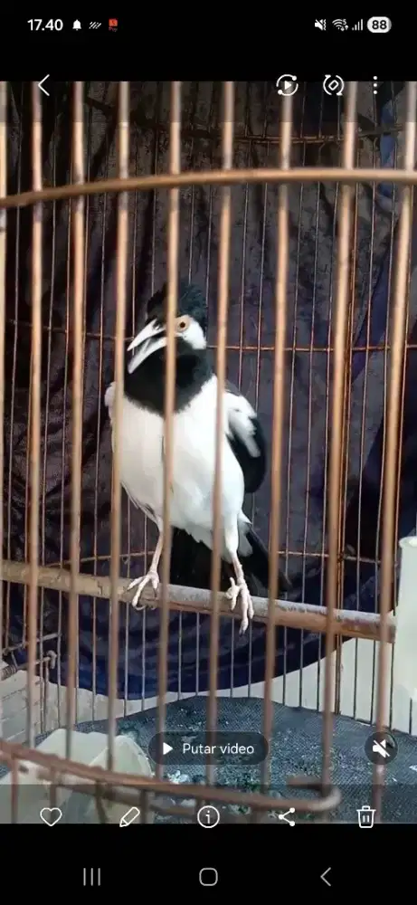 Burung jalak suren