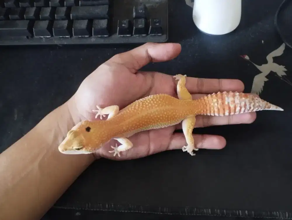 MAINAN LEOPARD GECKO SHTCTB HET ECLIPSE TREMPER POSS WY FEMALE DEWASA