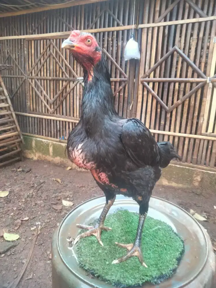 Biang Pakhoy siap produksi trah Blackbull