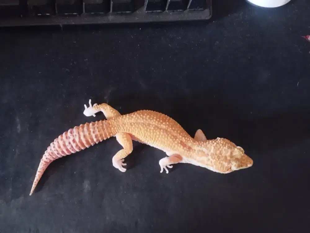LEOPARD GECKO MAINAN WY MS RAPTOR PH BLIZARD MALE FREE KECOA TURKISH