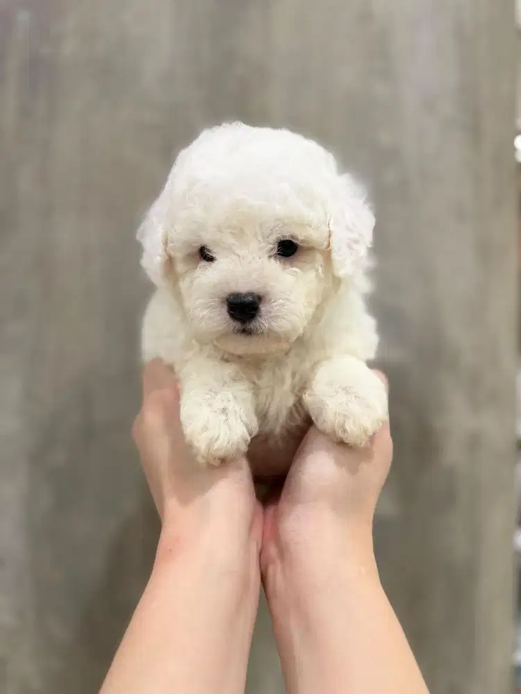 Anak anjing bichon frise