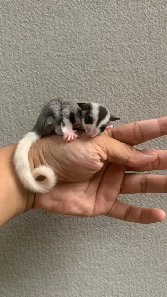 Sugar glider mozaik