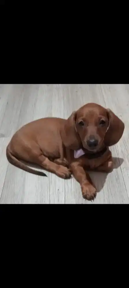 Tekel jantan 4 bulan