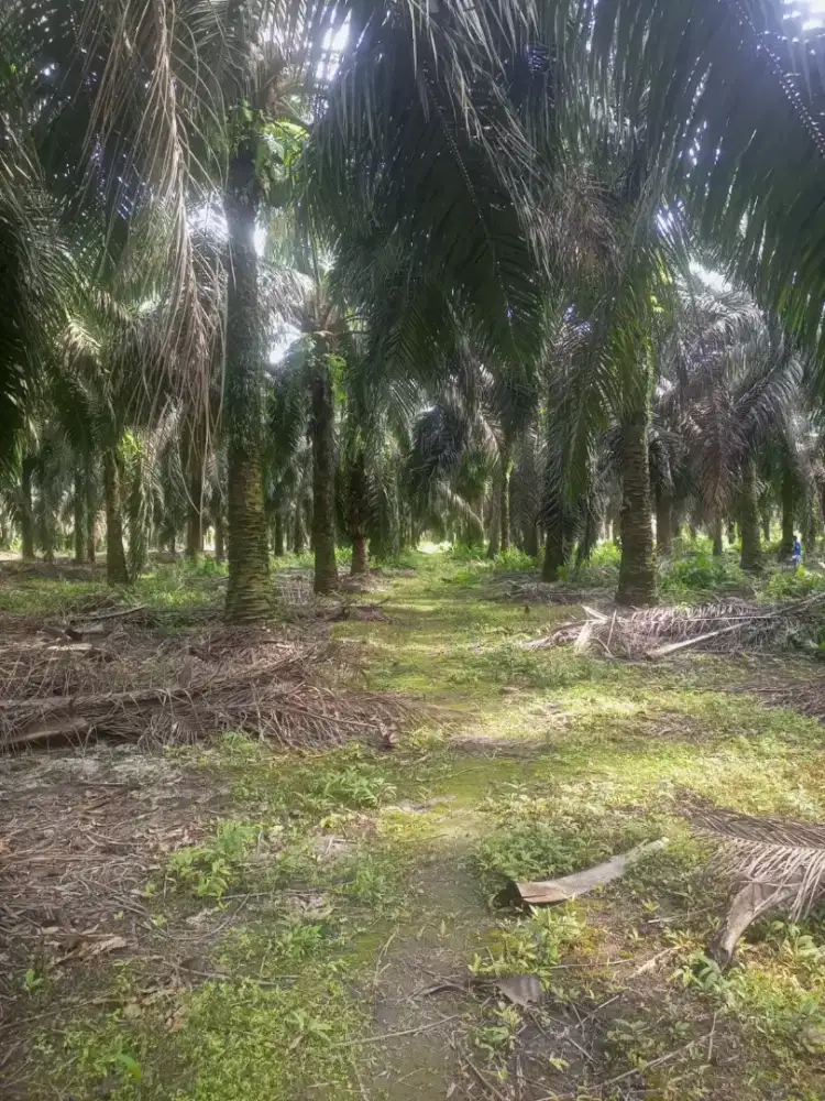 Loker perkebunan kelapa sawit