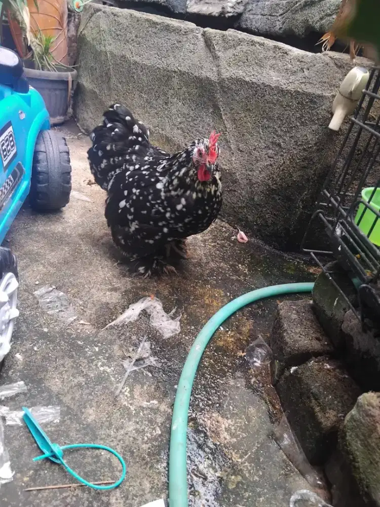 Ayam brahma dah produksi