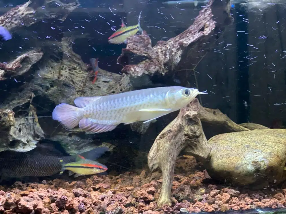 Ikan arwana mantap size 12cm