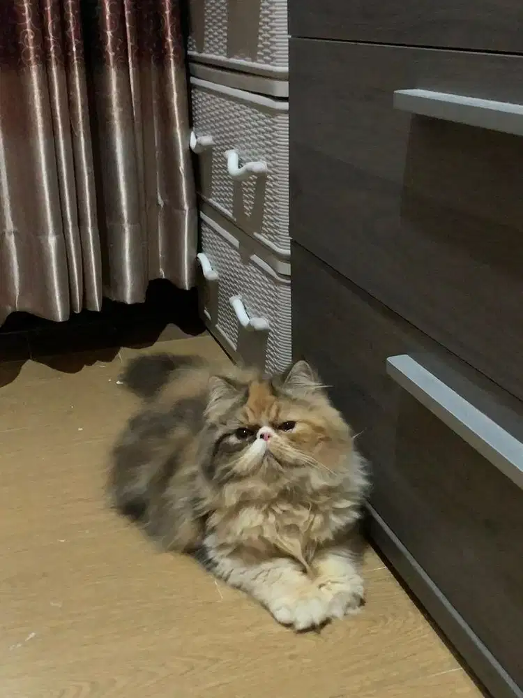 Lepas Adop kucing Persia peaknose Betina Calico