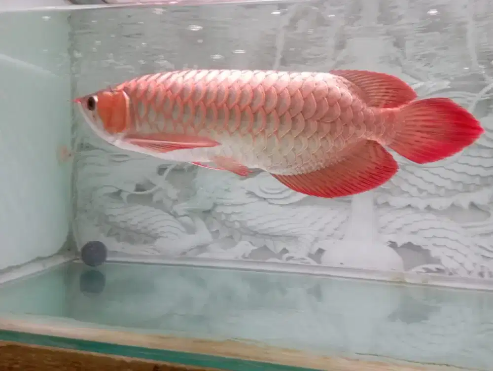 Ikan. Arwana Super Red