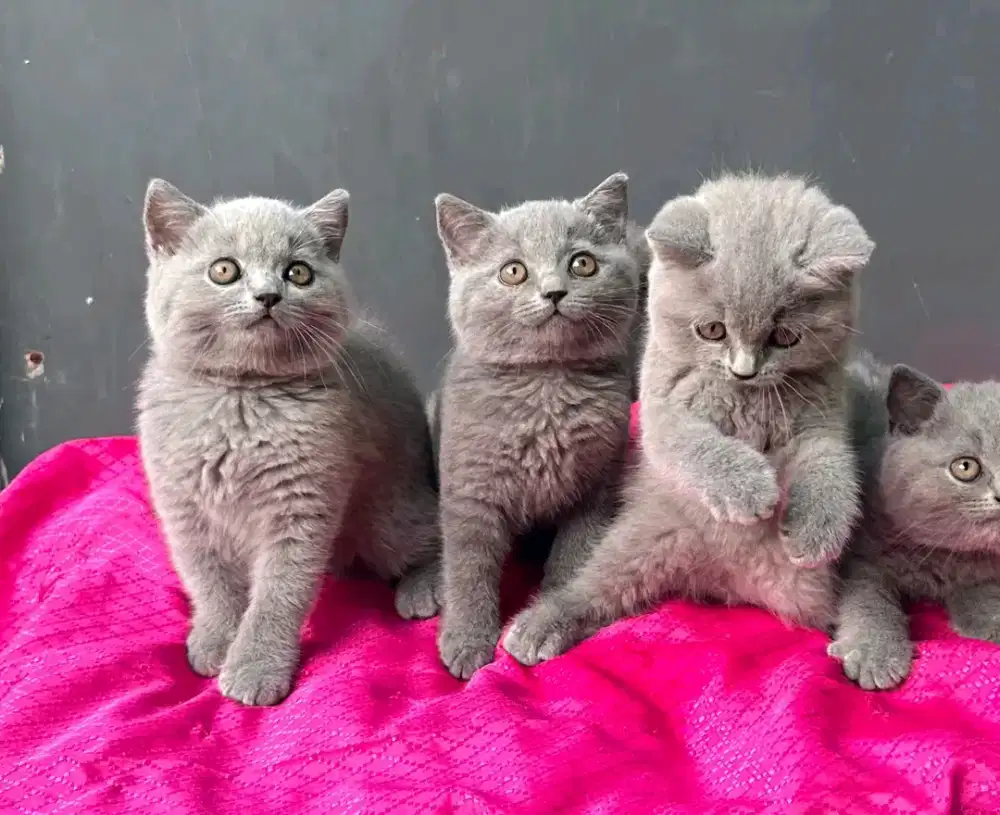 READY BRITISH SHORTHAIR BETINA &JANTAN ALL PARENTS IMPORT