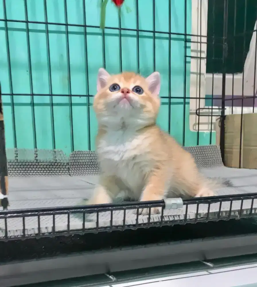 BSH BRITISH SHORTHAIR GOLDEN